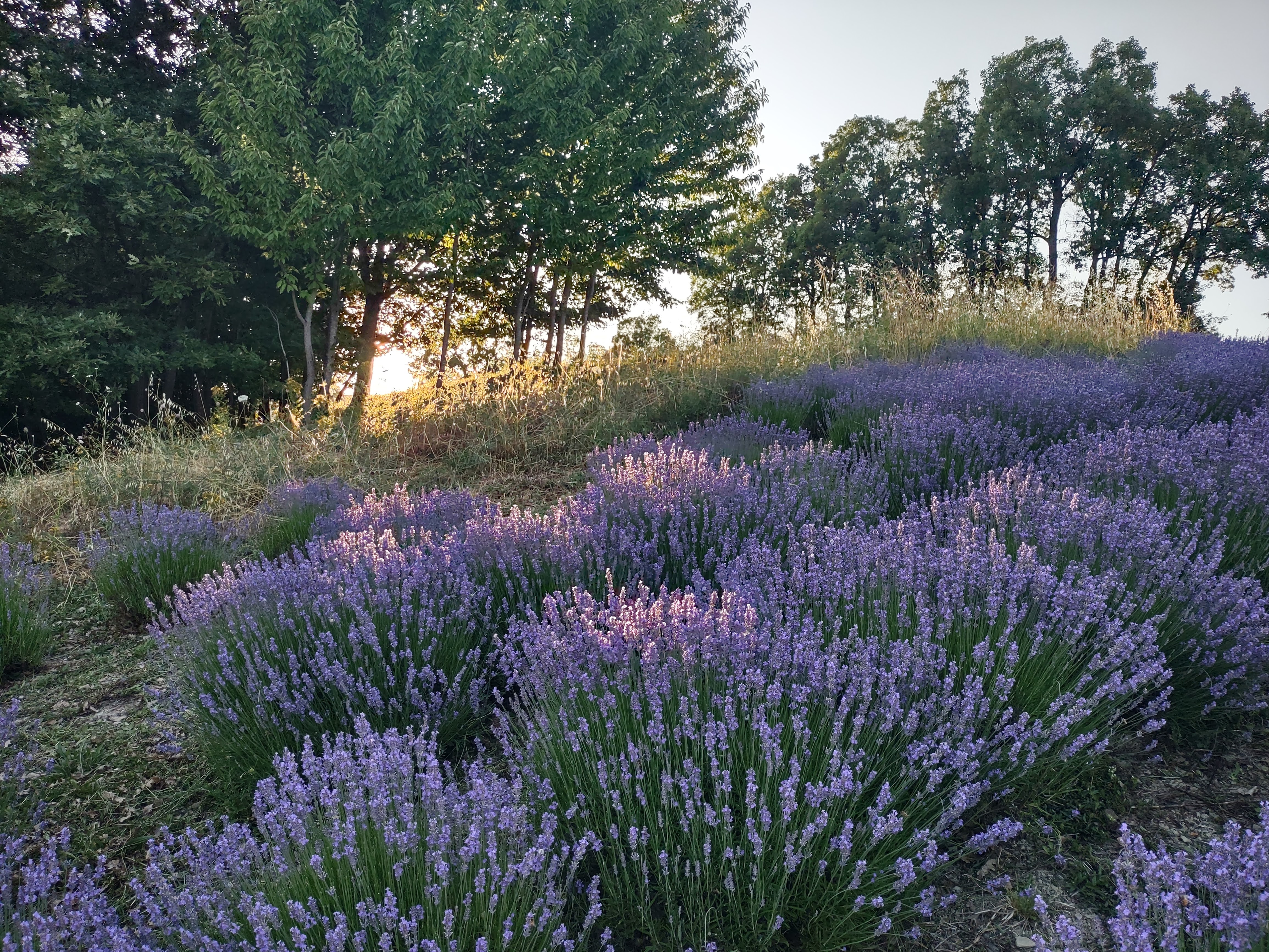 Tinifa Lettura nel campo